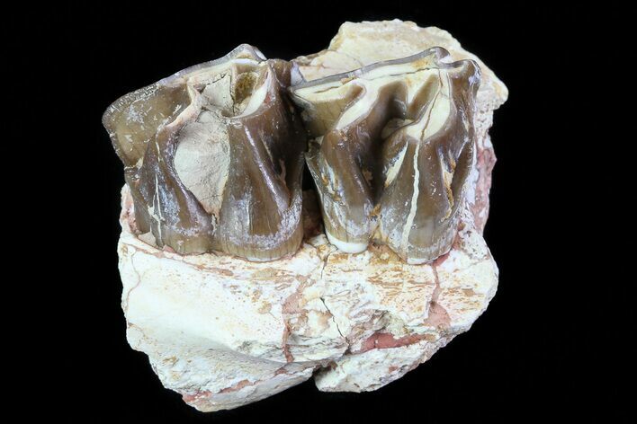 Hyracodon (Running Rhino) Jaw Section - South Dakota #80156